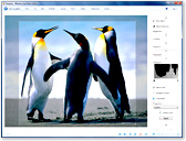 WindowsLive  