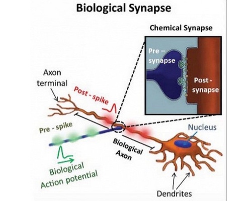 popmech-artifitial-brain-2.jpg